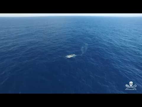 Rare blue whale and calf are seen on camera