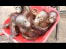 Baby orangutans learn how to live in the wild