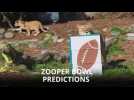 Who was the real Zooper bowl winner? Animals weigh in