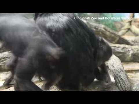 Five-year-old Bonobo ape chases his younger sister
