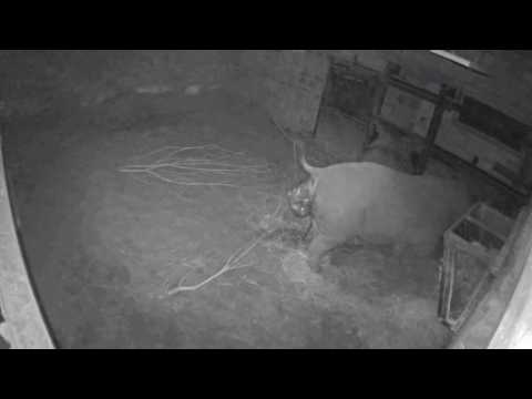 The birth of a black rhino is caught on camera