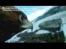 Camera mounted to soaring eagle shows the world through its eyes