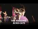 Cat circus: Slow and unprofessional, what a CATastrophe