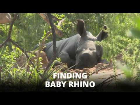 Finding rare baby rhino, on safari, in South Africa