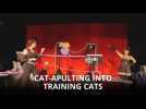 Cat-apulting into training your domestic house cat