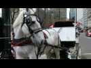 A neigh to horse drawn carriage ban