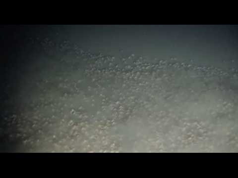Des milliers de crabes recouvrent les fonds marins près du Panama