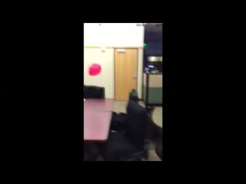 Police dog has a ball while playing with a red balloon