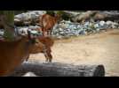 Rare banteng cow born at Chester Zoo