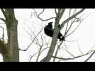 Bear climbs tree in New York