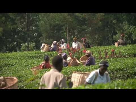 Tax review brewing over Kenyan tea