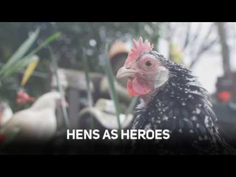 Hen RoadShow: Hooray for hens and their healing powers