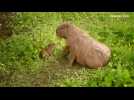 British zoo's capybara gives birth to four pups