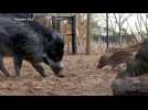 Rare twin Visayan warty pig piglets make public debut at UK zoo