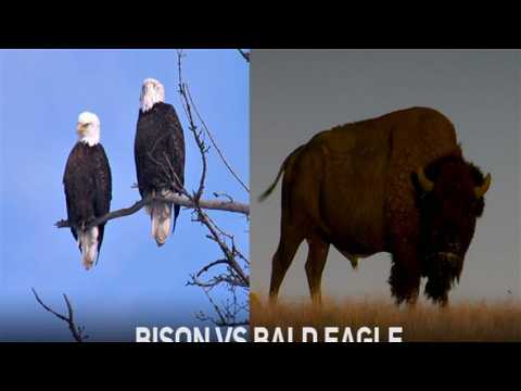 Bison vs Bald Eagle: Who's  Americas greatest?