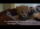 Premature cheetah cubs make friends with older cub and dog at Cincinnati Zoo