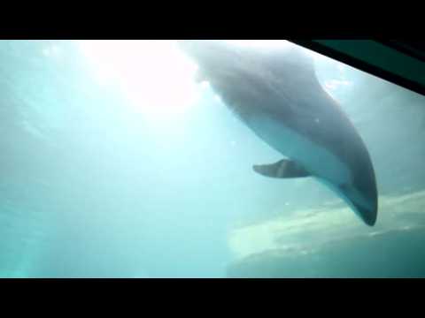 Dolphin birth caught on camera at Chicago aquarium