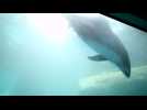 Dolphin birth caught on camera at Chicago aquarium