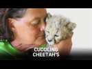 Cheetah love: A race for survival