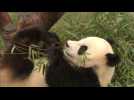 Two pandas debut in South Korea