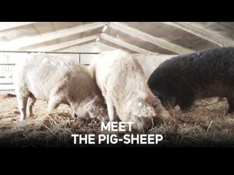Pig-sheep: Saved from extinction, turned into ham