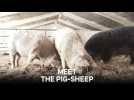 Pig-sheep: Saved from extinction, turned into ham