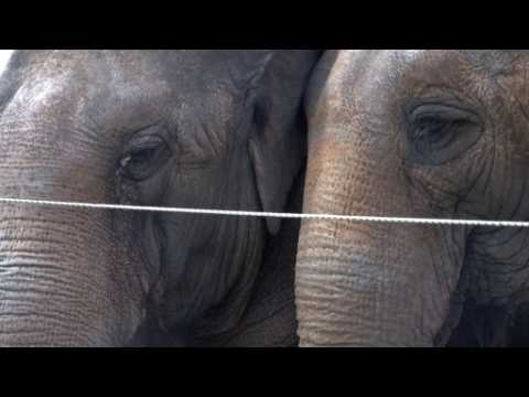 Circus elephants living large in Florida