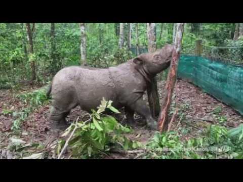 Camera captures rare site of Sumatran rhino giving birth in Indonesia