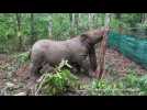 Camera captures rare site of Sumatran rhino giving birth in Indonesia