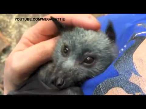 A video shows a baby bat squeaking when tickled