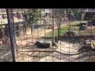 Woman hops fence into Toronto tiger area