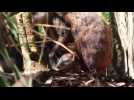 Taronga Zoo thrilled at surprise Rock-wallaby birth