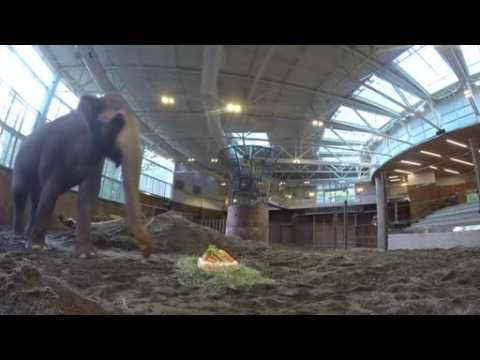 Packy, North America's oldest male Asian elephant celebrates his birthday