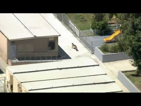 Mountain lion romps through Los Angeles high school campus