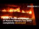 Fire destroys New Delhi's natural history museum