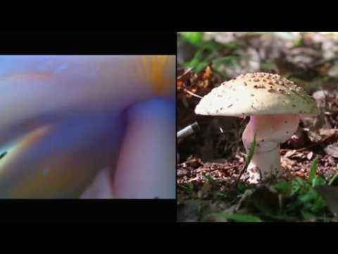 Artist creates metal mushroom cast