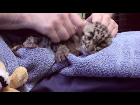 Three clouded leopard cubs make their public debut at Washington Zoo