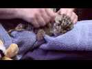 Three clouded leopard cubs make their public debut at Washington Zoo