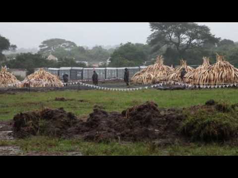 Kenya prepares to torch world's biggest ivory bonfire
