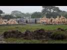 Kenya prepares to torch world's biggest ivory bonfire - Label : AFPTV - First images - Category : News
