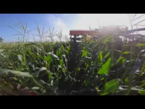 Florida farmers harvest sweet corn