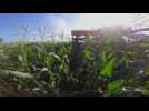Florida farmers harvest sweet corn