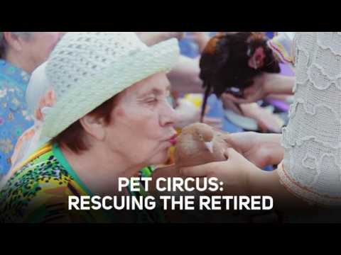 Pet circus: Making golden oldies grin again