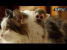 Cat Adopts Tiny Baby Squirrel Monkey Rejected by Mother