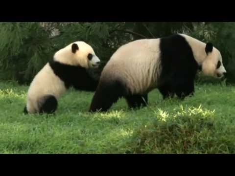 Panda Bei Bei marks first birthday