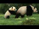 Panda Bei Bei marks first birthday