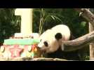Panda Bei Bei's mom digs into birthday cake
