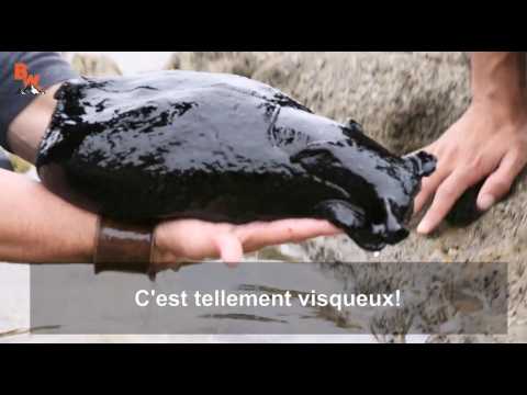 Cette limace de mer est aussi grosse qu'un chat