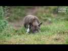 African painted dog pups born at England safari park