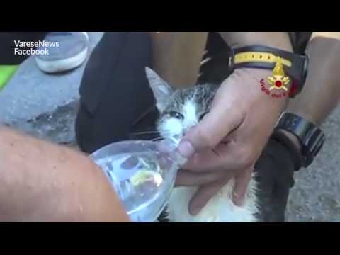 Un chaton miraculé dans les débris du séisme en italie